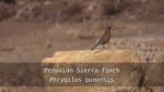 Birds of Bolivia  Finches [upl. by Nahshon]