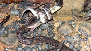 RARE FOOTAGE Extremely Venomous Malayan Krait attacks Sunbeam Snake [upl. by Crawford]