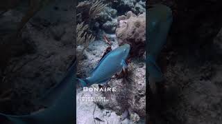 Colorful Stoplight Parrotfish Eating [upl. by Nazario]