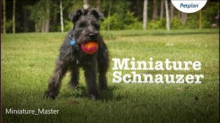 Miniature Schnauzer Dog Temperament Lifespan amp More  Petplan [upl. by Anitaf306]