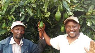 Eostas Fairtrade Living Wage avocados from Kenya [upl. by Alyose648]