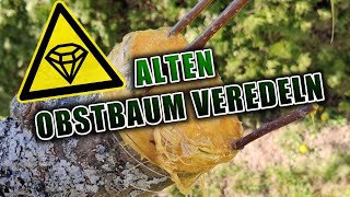 Alten Obstbaum veredeln  Apfelbaum pfropfen [upl. by Aniakudo]