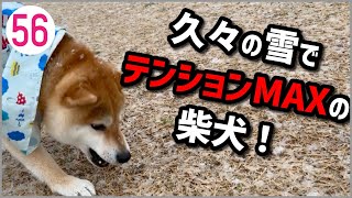 【雪やこんこ】久々の雪でテンションMAXの柴犬！056  Shiba Inu is excited after snowing for the first time in a while [upl. by Burkle]