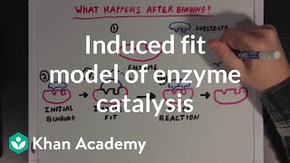 Induced fit model of enzyme catalysis  Chemical Processes  MCAT  Khan Academy [upl. by Rifkin]