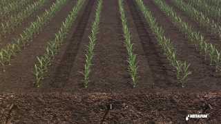 Subsurface drip irrigation for corn by Netafim [upl. by Liv386]