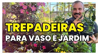 Como cultivar TREPADEIRAS em VASO ou no JARDIM [upl. by Xirdnek]