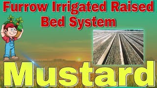 Furrow irrigated raised bed system Mustard FIRBS agriculture farming practical [upl. by Nico]