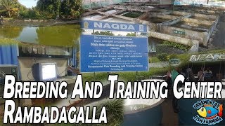 Ornamental Fish Breeding And Training Center NAQDA Rambadagalla fish farming aquarium plants [upl. by Aivila]