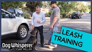 Cesar Millan Trains Aggressive Pit Bull To Walk On Leash  Dog Whisperer [upl. by Schober]