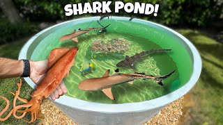 My Backyard SHARKS Ate a Strange SEA CREATURE sharks eating squid [upl. by Shepherd]