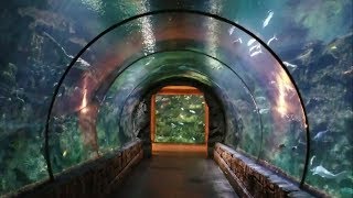 Kid Friendly Vegas Shark Reef Aquarium Tour at Mandalay Bay Hotel amp Casino [upl. by Ardenia]