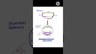 Formation of insulin Ca peptide Hormones mbbs viralvideo shorts trending [upl. by Eltsyrk]