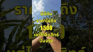 บีบีกัน 1500 เเต่ได้ลิขสิทธิ์ปืนจริง [upl. by Sulokcin331]