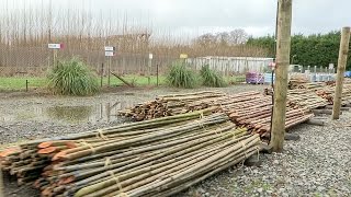 Choosing the Best Poplar amp Willow Poles [upl. by Moulton999]