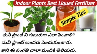 How to Grow Money PlantLiquid Magical FertilizerSecret to BushyampLonger MoneyplantPothosA to Z [upl. by Morehouse]