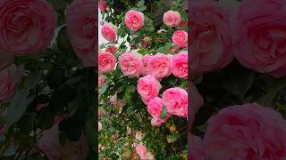 Beautiful rose garden 🌸🩷😍 flowers garden gardentour [upl. by Cocks]