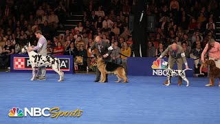 National Dog Show 2023 Best in Show Full Judging  NBC Sports [upl. by Slater184]