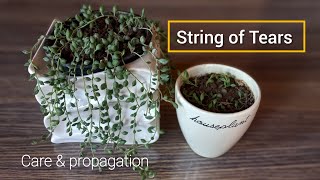 String Of Tears  How To Grow And Care For String Of Tears  Senecio Herreianus gardening [upl. by Akeimahs]