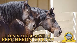 Percheron Horses with Miss Laura [upl. by Niad779]