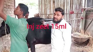 Buffalo trypanosomiasis surra ka treatment [upl. by Airreis974]