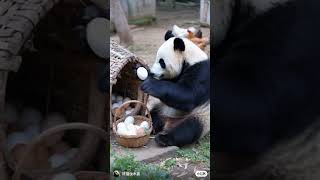 PANDA BEARS EGGciting BREAKFAST🐼🥚funnycute [upl. by Elodea]