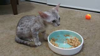 Egyptian Mau Kittens Try Furry Wonder Freeze Dried Raw Cat Food [upl. by Eirruc]