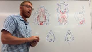 Larynx and Phonation part 2of 2  Muscles and Folds [upl. by Rowland]