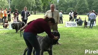 Mastino Napoletano XXV Trofeo Mario Querci Males Champion [upl. by Treva86]