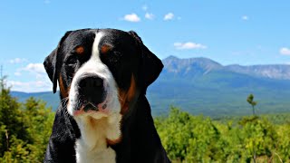 15 Pros and Cons of Owning a Greater Swiss Mountain Dog [upl. by Odnesor]