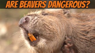 How Dangerous Is the Beaver [upl. by Kleon162]