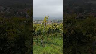 Vineyards near Gengenbach Germany [upl. by Admana299]