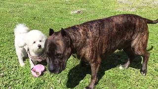 pitbull meets lil bichon frise [upl. by Airotnes914]