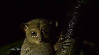 Horsfields tarsier [upl. by Korman]