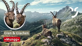 Steinbock Spot Murmeltiere mit deutschen Untertiteln [upl. by Kaycee]