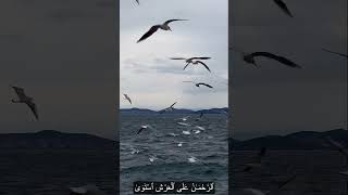 Surah Tahaverseshortsviralwith Arabic Text طه مَآ أَنزَلْنَا عَلَيْكَ ٱلْقُرْءَانَquran [upl. by Enilaf]