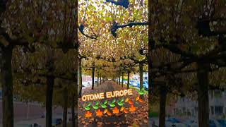 OTOME EUROPE 🇪🇺 ♥️ 🍁🍁🍁🍁🍁🍂🍁🍂🍁🍂🍂🍃🍃🍃🍃🍃🍃🍃🍃♥️♥️♥️ [upl. by Narak788]