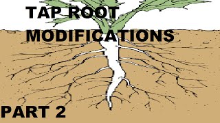 Tap Root Modification 2 [upl. by Jena658]