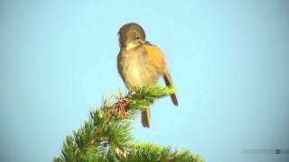 ルリビタキ（3）さえずりと地鳴き  Red flanked bluetail  Wild Bird  野鳥 動画図鑑 [upl. by Harris]