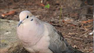 Mourning Dove call [upl. by Vinay]