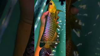 Golden Arowana 🐟 The Dragon Fish [upl. by Dyke730]