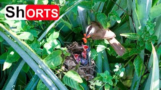 Parent Yellowvented Bulbul Feeding All Hungry Babies – Bird Chicks Calling Their Mother [upl. by Enyleuqcaj]