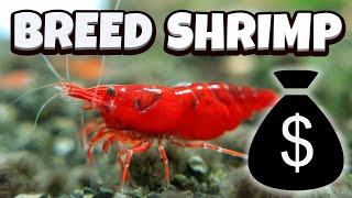 How to Breed Shrimp  A full guide [upl. by Wareing]