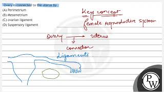 Ovary is connected to the uterus by A Perimetrium B Mesometrium C ovarian ligament D Sụs [upl. by Naelopan]