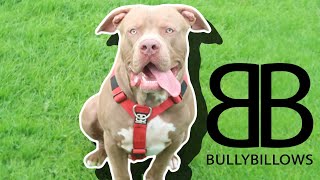 Bully Billows Tri Harness Review Leo learning to walk on lead part 2 [upl. by Coady]