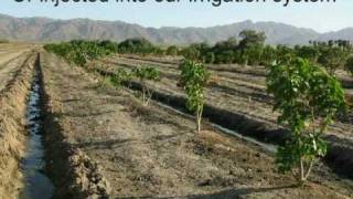 A Green Future  Jatropha Curcas Plantation  FBI Farms [upl. by Adnalue592]