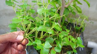 Peperomia Pellucida Info  How To Grow And Care Shiny Bush From Seeds  Gardening Tips [upl. by Loesceke]