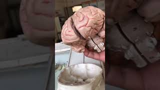 Human Skull amp Brain  इंसान की खोपड़ी और ब्रेन अन्दर से कैसा होता है viral trending shorts shots [upl. by Jardena]