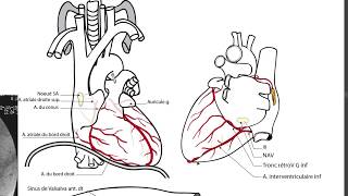 APPAREIL CARDIOVASCULAIRE 2 [upl. by Pinelli]