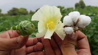 life cycle of cotton plant  how cotton is produced full video  how to grow cotton [upl. by Ekal]