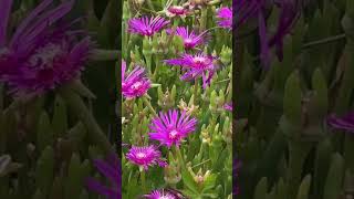 Delosperma Cooperi  Ice Plant history funfacts horticulture plants [upl. by Sivahc]